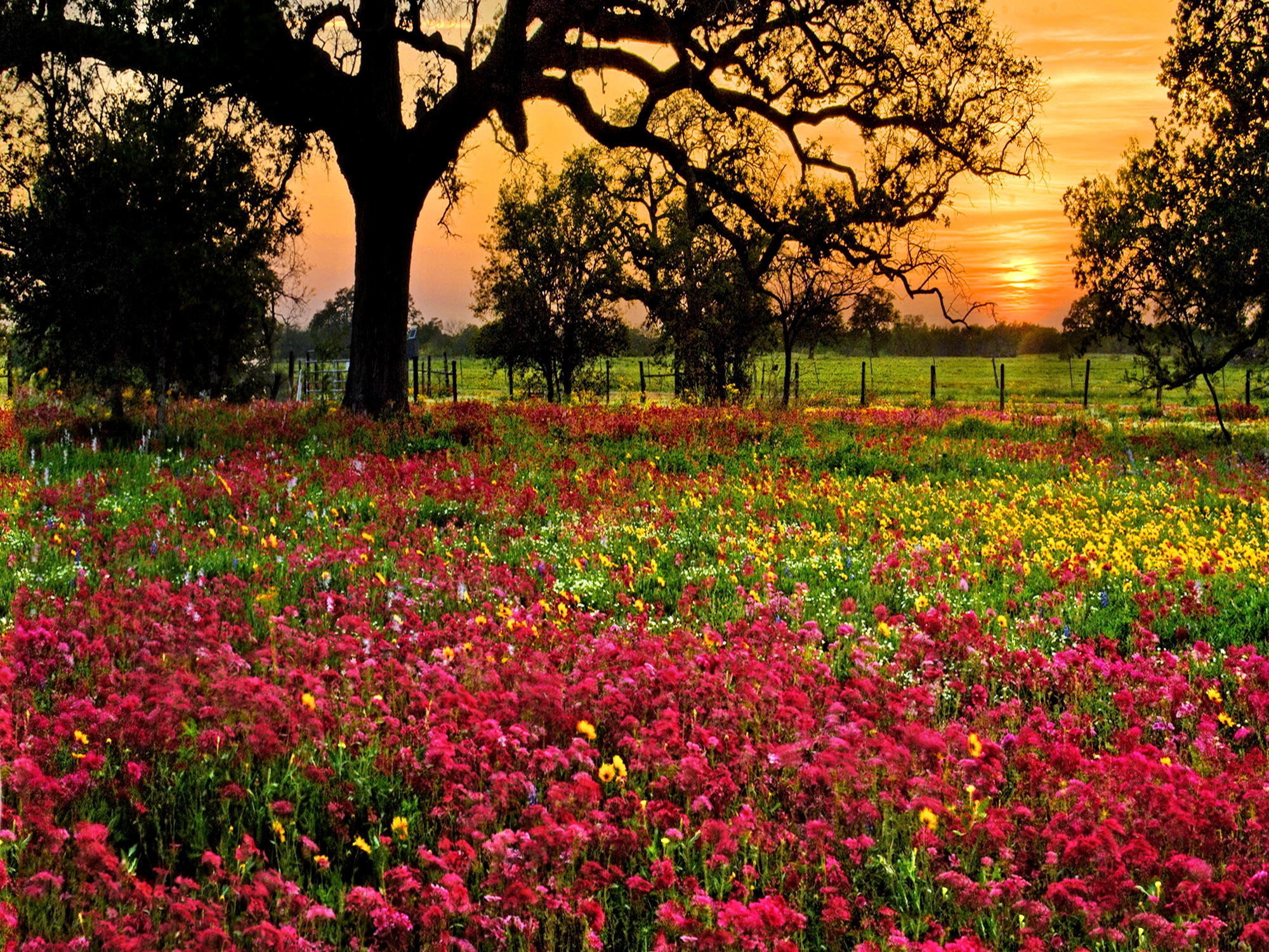 Field of flowers
